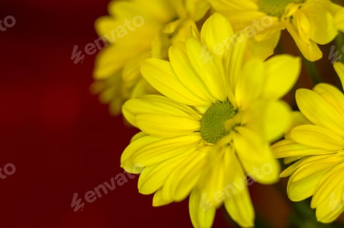 Preview: Beautiful Bright Purple And Yellow Chrysanthemum Flowers, Selective Focus, Macro