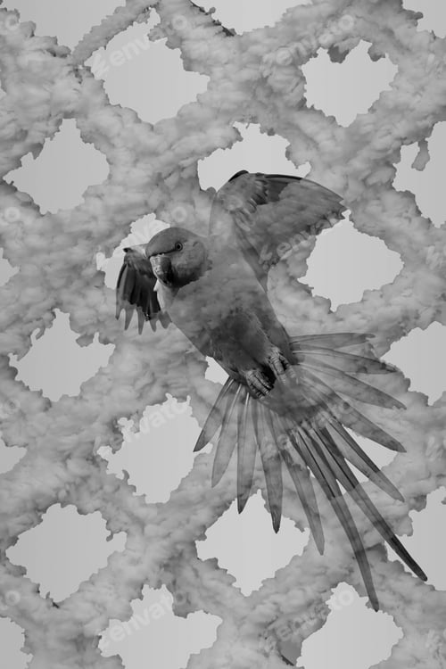 Preview: Black White Abstract Animal Photos.