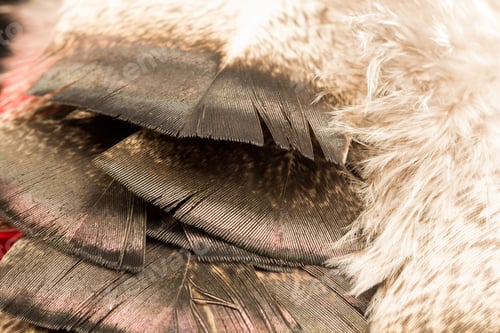 Preview: Colorful Rooster Feather With Details And Reflexions