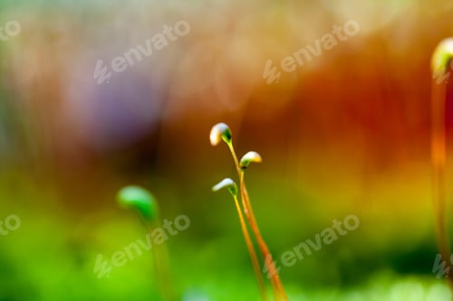 Preview: Abstract, Colorful Composition With Moss Flowers In Spring