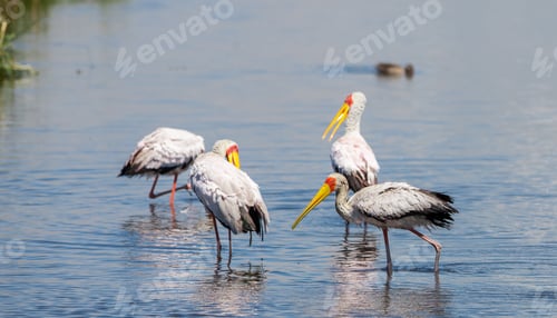 Preview: Yellow-Billed Storks (Mycteria Ibis) In The Amboseli National Park, Kenya