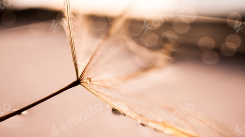 Preview: Macro, Abstract Composition With Colorful Water Drops On Dandelion Seeds
