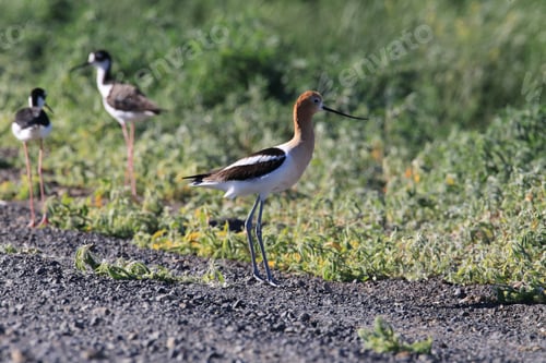 Preview: American Avocet Oregon Usa