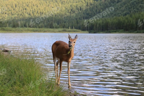 Preview: White-Tailed Deer At A Alpine Lake, Glacier National Park, Montana