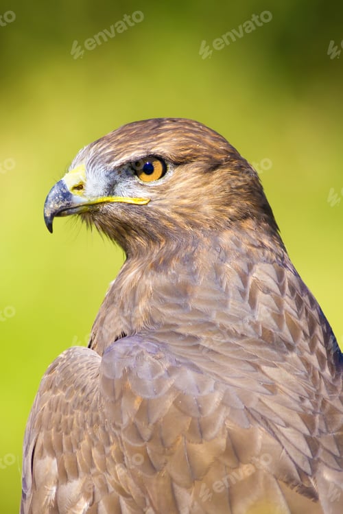 Preview: Bird Of Prey. Buzzard Portrait. Green Nature Background. Bird: Long Legged Buzzard. Buteo Rufinus.