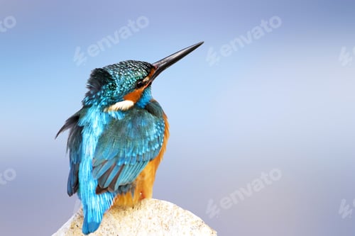 Preview: Colorful Bird Kingfisher. Isolated Bird. Blue Background. High Detail And Resolution. Bird: Common