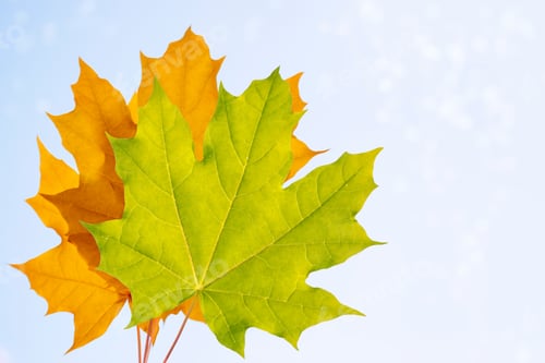 Preview: Autumn Landscape With Bright Colorful Leaves. Indian Summer.