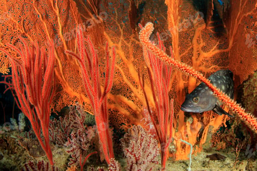 Preview: Coral Reef And Fish. Underwater Ocean