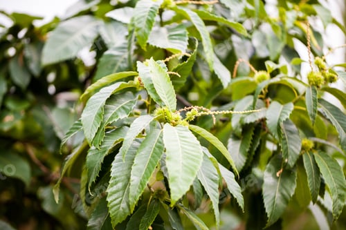 Preview: Castanea Sativa (Sweet Chestnut)