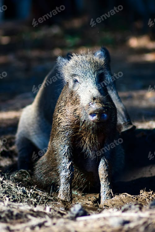 Preview: Wild Boar. Forest Background.