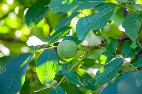 Preview: Fresh Walnuts Hanging On A Tree In The Blue Background. Green Walnut Brunch With Unripe Fruits In