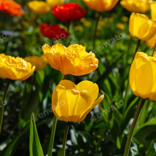 Preview: Flowering Yellow Tulips In Spring Time