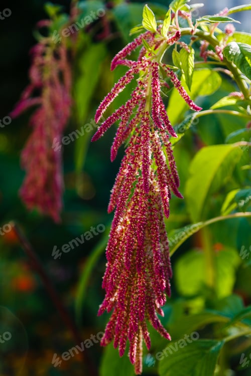 Preview: Amaranth Plant. Also Amaranthus, Amarant, Amarantos Or Pigweed In Natulal Background.