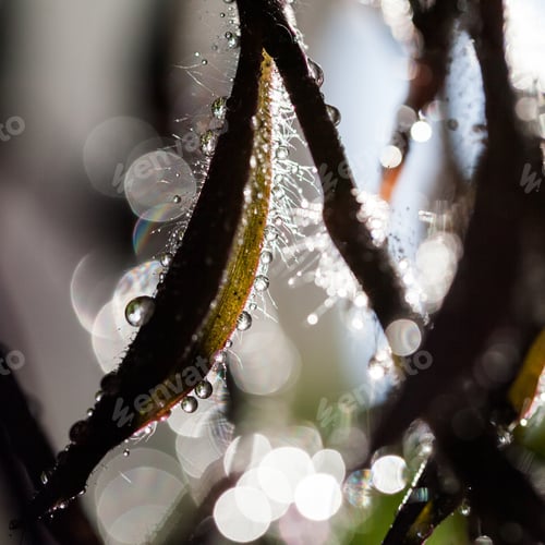 Preview: Abstract, Macro Composition With Leaves And Water Drops