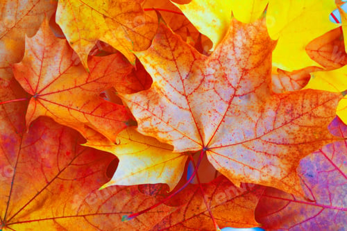 Preview: Autumn Landscape With Bright Colorful Leaves. Indian Summer. Foliage.
