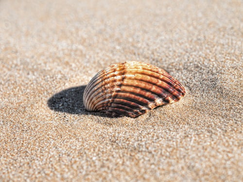 Preview: Close-Up Of A Shell On A Sandy Beach