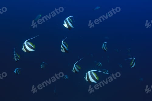 Preview: Shoal Tropical Fish: Schooling Bannerfish