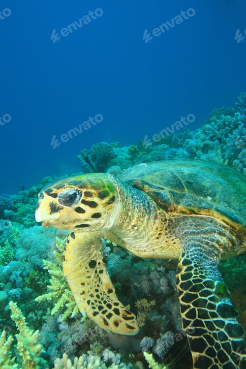 Preview: Hawksbill Turtle