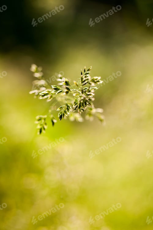 Preview: Green Plants Isolated On Natural Background With Beautiful Bokeh And Contour Light