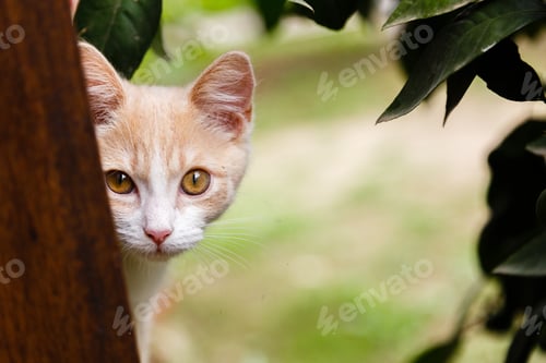 Preview: Red Kitten (Young Cat) For A Walk In Garden
