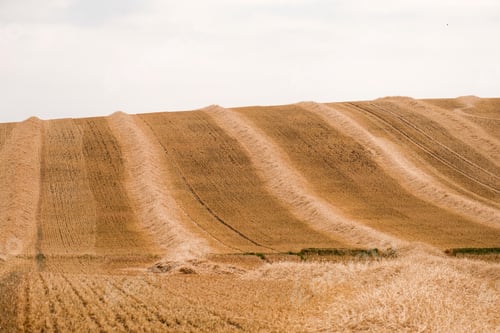 Preview: Rows Of Harvested Barley Stalks On A Sloping Stubble Field