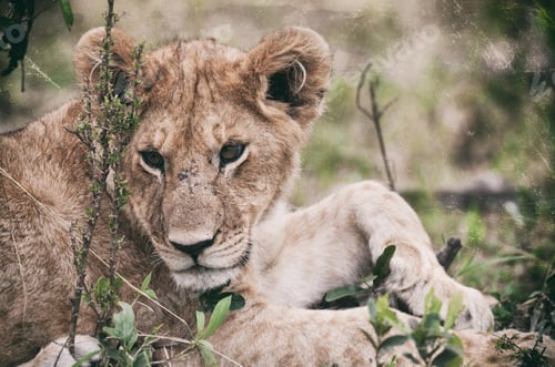 Preview: Vanishing Africa: Vintage Style Image Of An African Lion Cub In The Maasai Mara National Park, Kenya