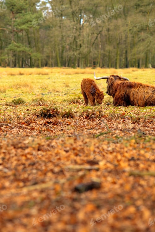 Preview: Baby Scottish Highlander With Mother In The Field