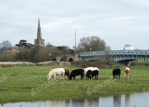 Preview: Cattle Grazing In A Field Church And Bridge Background