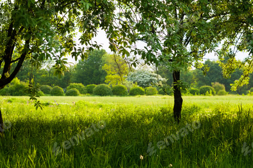 Preview: Spring Landscape - Bright Green Trees With Young Foliage On A Bright Warm Sunny Day In Early Spring.