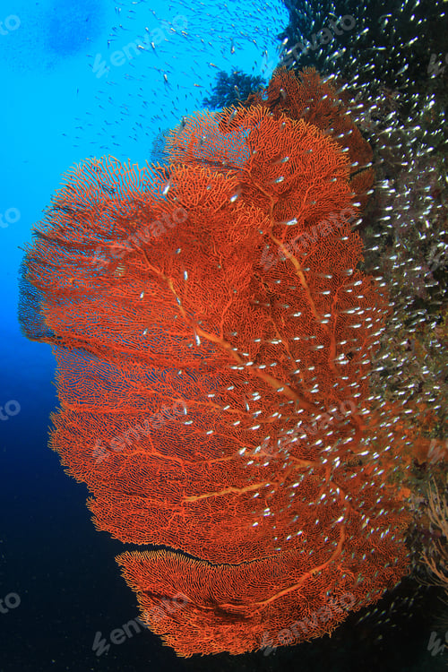 Preview: Coral Reef And Fish Underwater