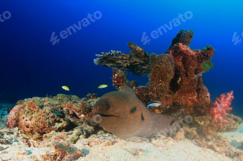 Preview: Moray Eel