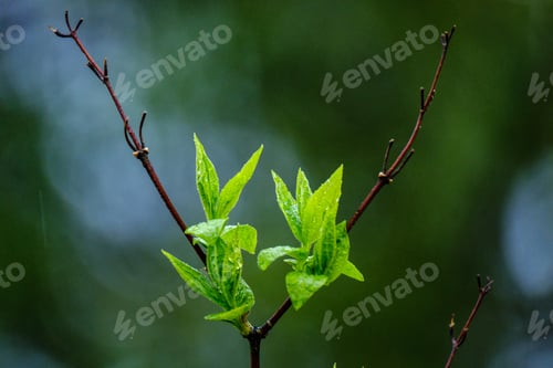 Preview: Wet Spring Tree Leaves On Neutral Green Blur Background. Garden Scene