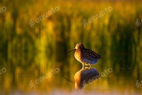Preview: Wonderful Light And Bird. Nature Background. Common Snipe Gallinago Gallinago