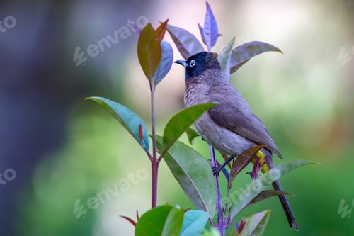 Preview: Cute Bird White Spectacled Bulbul. Nature Backgound. Pycnonotus Xanthopygos. Antalya Turkey.