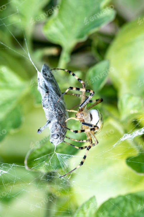 Preview: A Large Yellow Spider Sits On A Web, Caught A Beetle.