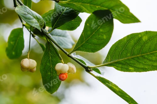 Preview: Euonymus Europaeus Albus (Spindle) - Fruits On A Branch