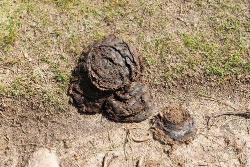 Preview: Pile Of Sheep Droppings Example