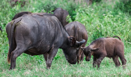 Preview: Buffalos In The Amboseli National Park, Kenya