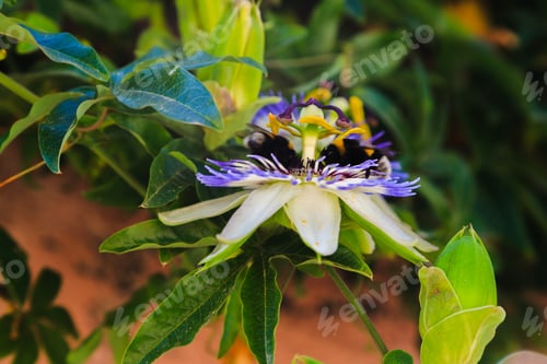 Preview: Blue Flower Or Passiflora (Passiflora Caerulea) Leaves In Tropical Garden. Beautiful Passion Fruit