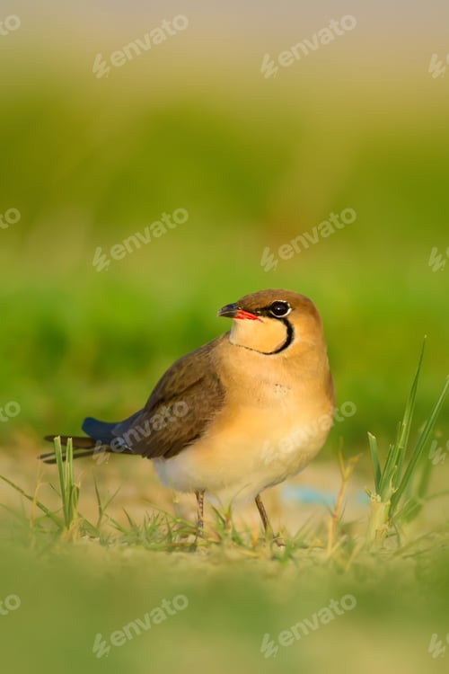 Preview: Cute Bird. Collared Pratincole. Glareola Pratincola