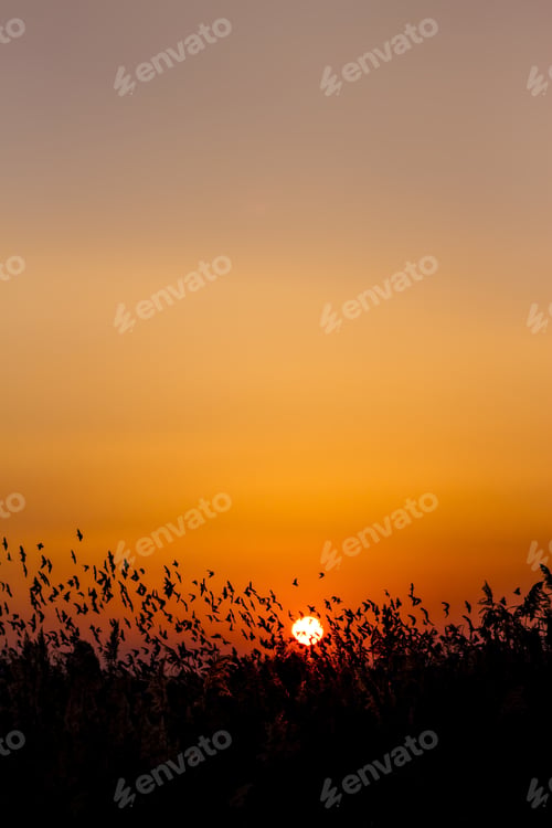 Preview: Nature And Birds. Flying Birds. Sunset Warm Colors. Nature Background. Birds: Common Starling
