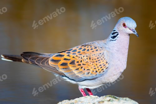 Preview: Colorful Dove. Nature Background. Bird: European Turtle Dove. Streptopelia Turtur.