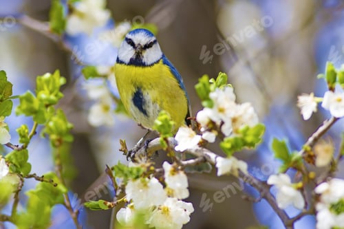 Preview: Spring And Blue Tit Eurasian Blue Tit / Cyanistes Caeruleus