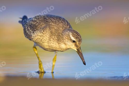 Preview: Beuatiful Water Bird. Colorful Nature Habitat Background. Bird: Red Knot. Calidris Canutus.