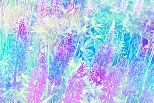 Preview: Summer Landscape With Beautiful Bright Lupine Flowers