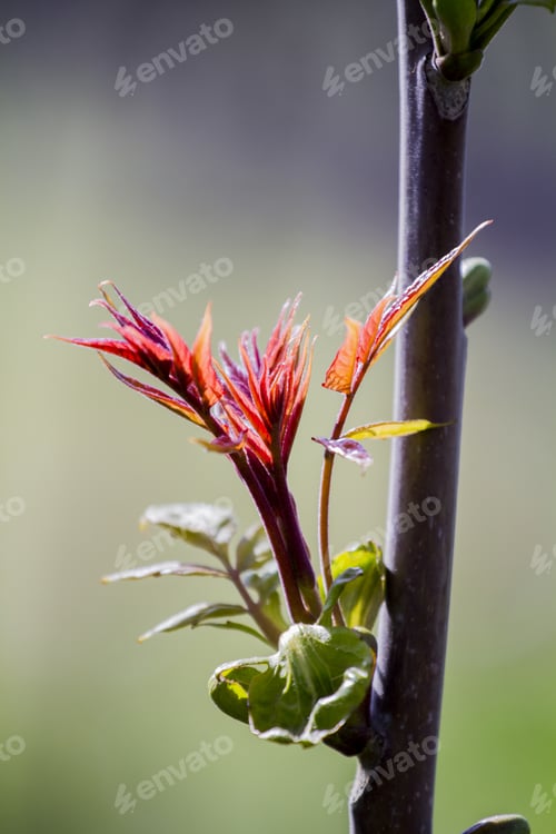 Preview: Sycamore (Acer Pseudoplatanus) Bud And Young Leaves In The Springtime With Beautiful, Natural
