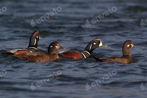 Preview: Harlequin Duck Iceland