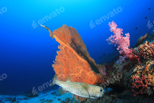Preview: Underwater Coral Reef And Fish