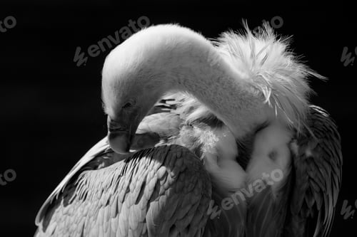 Preview: European Griffon Vulture (Gyps Fulvus Fulvus)