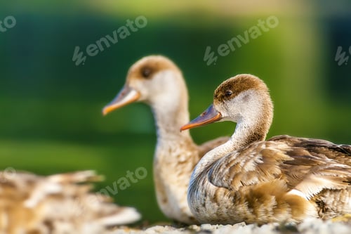 Preview: Resting Ducks. Nature Background. Common Duck: Red Crested Pochard.